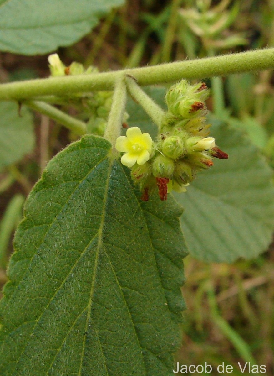 Waltheria indica L.